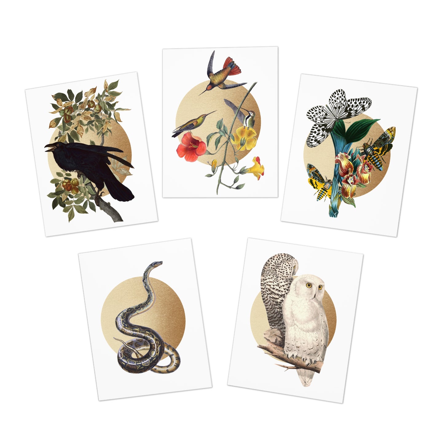 Vintage Illustrations Multi-Design Greeting Cards Raven Moth Owl Hummingbird Snake Variety Pack Greeting Cards (5-Pack)
